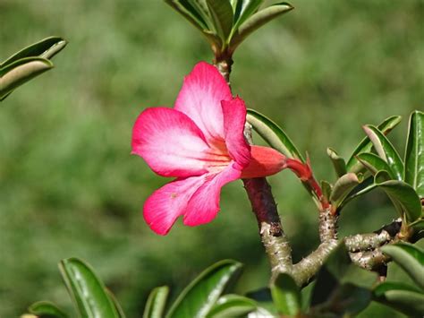 Premium Photo Rosa Del Desierto