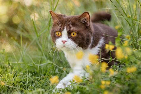 Grasmilben Bei Katzen Symptome Behandlung Hausmittel