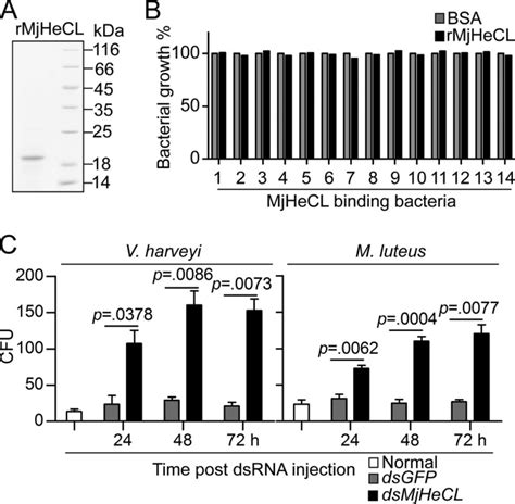 A Shrimp C Type Lectin Inhibits Proliferation Of The Hemolymph