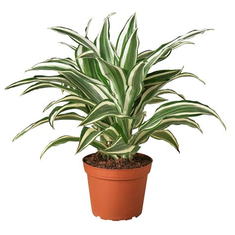 White Jewel Dracaena Plants Bulbs And Seeds At