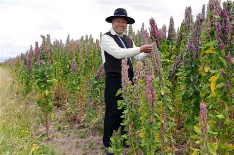 Quinoa The Majestic Superfood Of The Andes Producers Stories