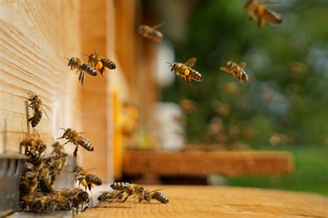 3 Reasons You Should Hire A Bee Removal Service Beeman Stan Bee Removal