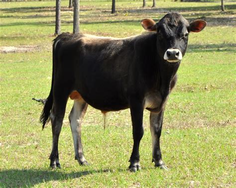 Jersey Cows - Feldman Family Farm