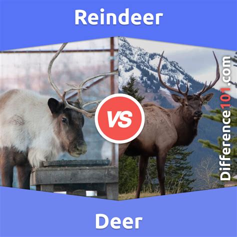 Reindeer Vs Deer Key Differences Pros Cons Similarities