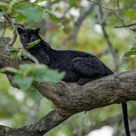 Black Puma Cat Animal