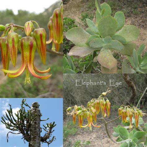 Cotyledon Velutina Kumbula Indigenous Nursery