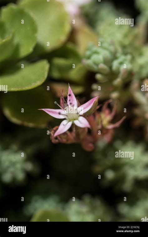 English Stonecrop Sedum Anglicum Stock Photo Alamy