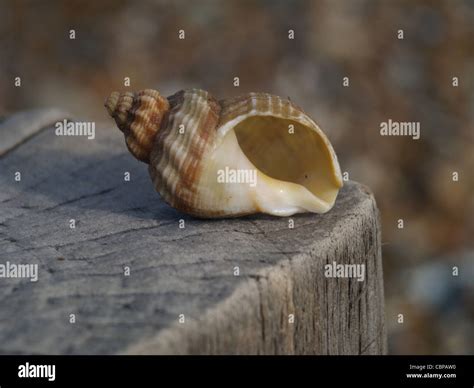 Whelk shell hi-res stock photography and images - Alamy