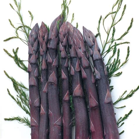 Purple Passion Asparagus Plant Stark Bros