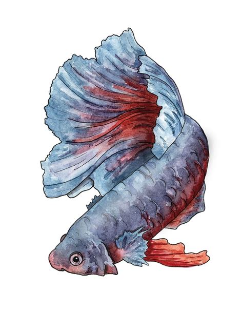 Betta Fish Watercolor at PaintingValley.com | Explore collection of Betta Fish Watercolor