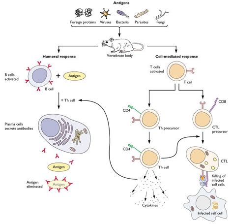 adaptive-immune-system | Adaptive immune system, Immunity, Immune defense