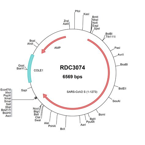 Recombinant SARS CoV 2 Spike S1 NTD His Tag Protein CF 11112 CV 100 R