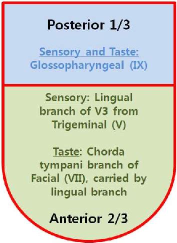 Cranial Nerve Ear Eye Lecture Nasal Oral Lecture 3 Flashcards Quizlet