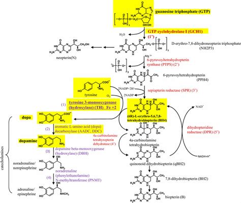 Tyrosine Hydroxylase Mechanism