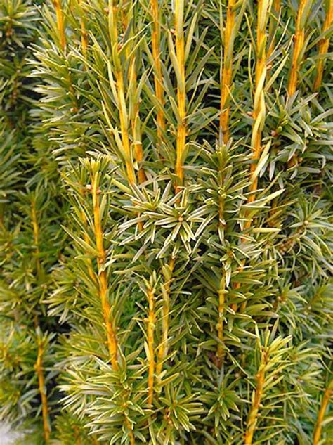 Taxus baccata Fastigiata Aurea gelbe Säulen Eibe 125 150 cm Solitär