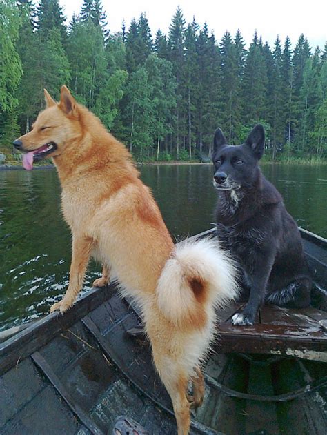 Finnish Spitz Husky Mix