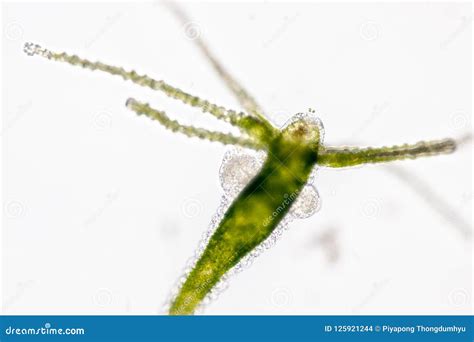 Hydra Under the Microscope for Education. Stock Photo - Image of gastrodermis, hermaphrodites ...