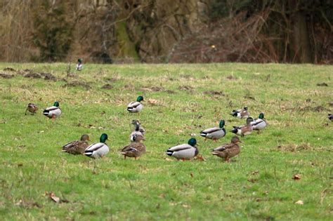 Wildlife Damage To Rural Agricultural Land Stock Image Image Of