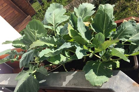 Balkon Gemüseanbau so gelingt Urban Gardening Waschbär Magazin