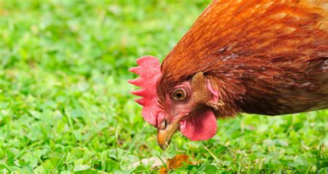 Grass Fed Chickens - Sorry Chicken What Should You Eat