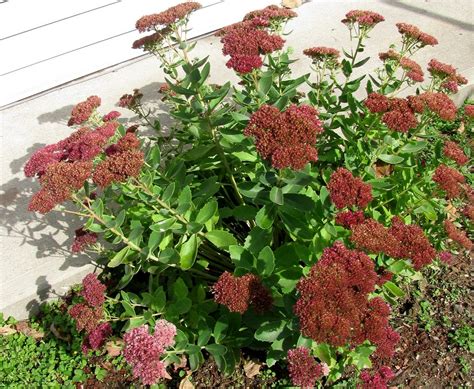 Munstead Dark Red Sedum Sedum Telephium Perennial P Flickr