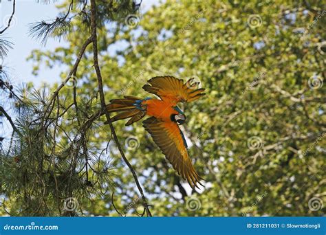 Blue And Yellow Macaw Ara Ararauna Adult In Flight Stock Image