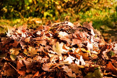 Composting Leaves - How To Make Great Compost From Leaves!