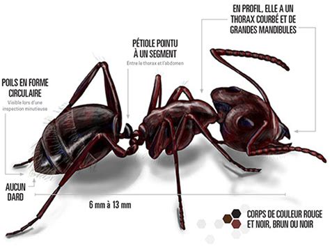 Fourmi Charpentière Orkin Canada