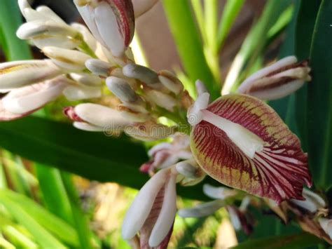 An Image of an Alpinia Officinarum Flower. Stock Image - Image of tulip ...