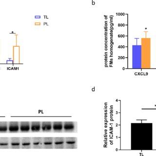 Expression Of Cxcl Cxcl Cxcl And Icam In Human Fms In Pl And