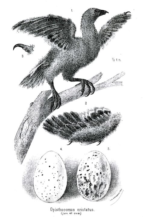 Illustration of hoatzin eggs and the pair of claws at the leading edge ...