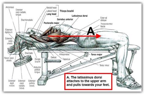 lat pullover machine muscles worked - Raguel Heim