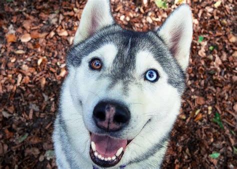 cho husky dac diem tinh khi va cach nuoi tot nhat hochoimoingaycom