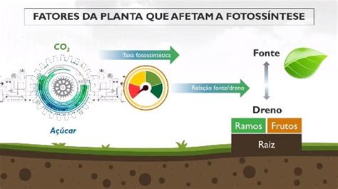 Potencializando o Processo de Fotossíntese nas Plantas