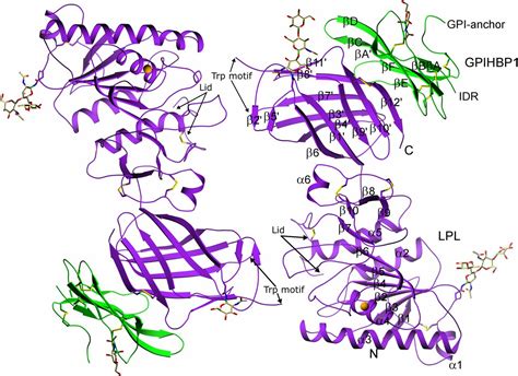 Lipase Enzyme Structure