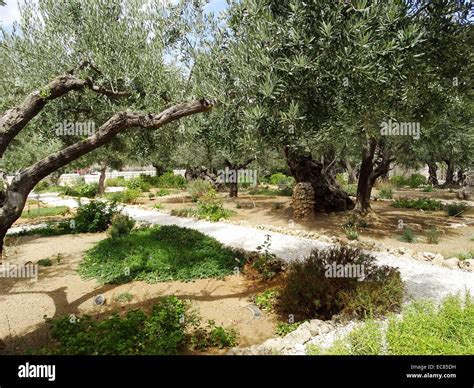 Olive Trees In The Garden Of Gethsemane At The Foot Of The Mount Of