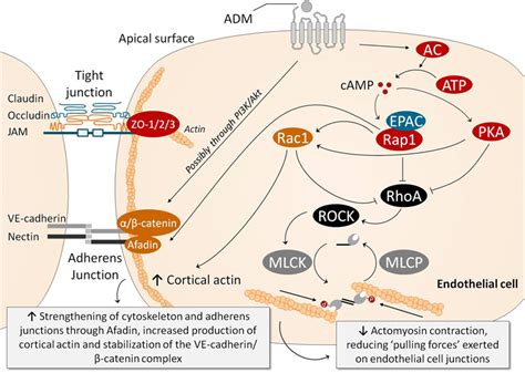 Frontiers Adrenomedullin And Adrenomedullin Targeted Therapy As