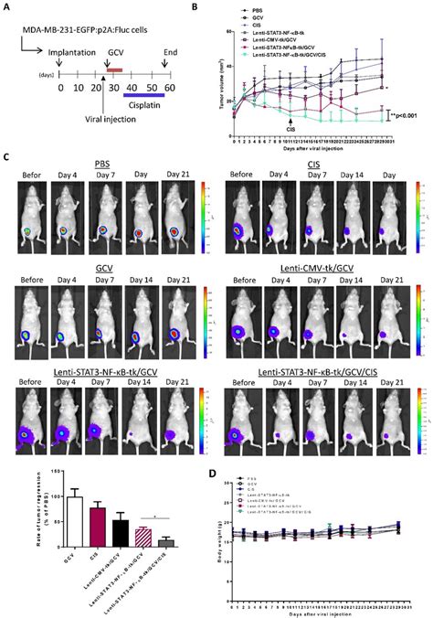 In Vivo Suicidal Gene Therapy Enhances Cisplatin Sensitivity In A