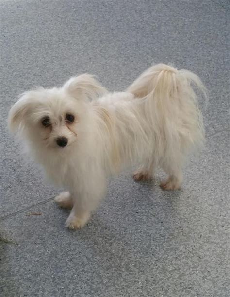 Pomeranian Maltese Mix