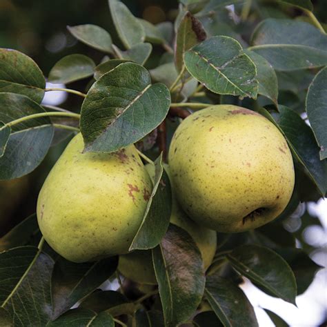 Pear Dwarf Jung S Hardy Wisconsin Pear J W Jung Seed Company