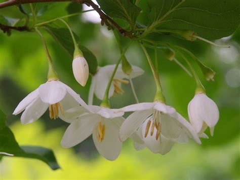 Стиракс (46 фото) » НА ДАЧЕ ФОТО