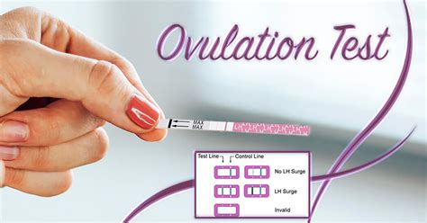 How To Use An Ovulation Test Kit Uk