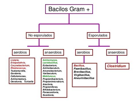 Clasificación De Baciles Gram Positivos Microbiología Laboratorios