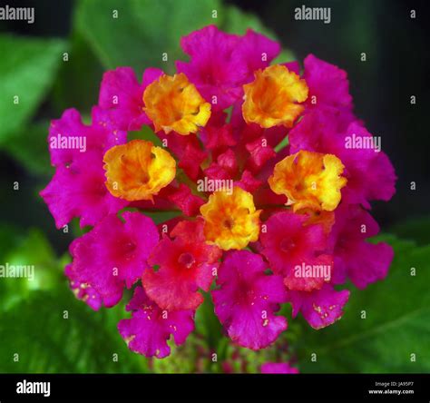 Red Yellow Lantana Flower Umbel Cluster In Bloom Stock Photo Alamy