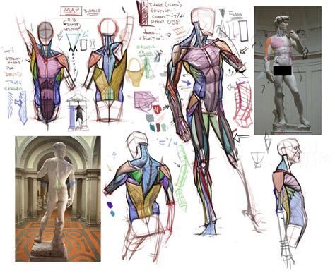 Michael Hampton Anatomy Sketches Human Anatomy Drawing Human