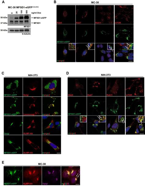 Murine Colon Carcinoma Cell Line Mc Atcc Bioz