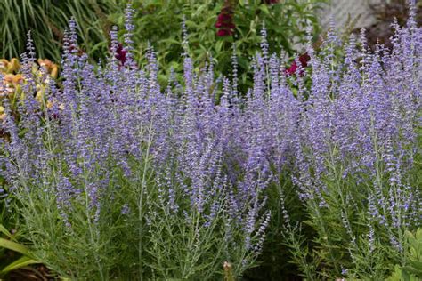 Blue Jean Baby Russian Sage Cloud Mountain Farm Center Nursery