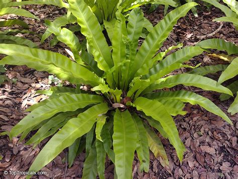 Asplenium Nidus Asplenium Nidus Avis Bird S Nest Fern