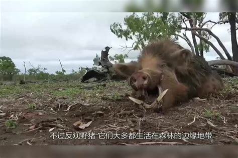 打龙打虎不打野猪，一猪二熊三老虎，难道野猪比老虎和熊都厉害？