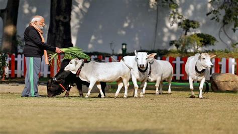 In Pics Pm Modi Feeds Cows At His New Delhi Residence On Makar Sankranti